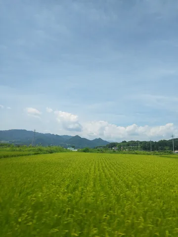 風にそよぐ緑の絨毯