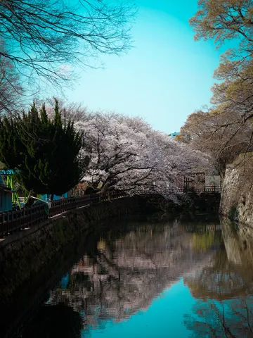 春の水面に映る桜