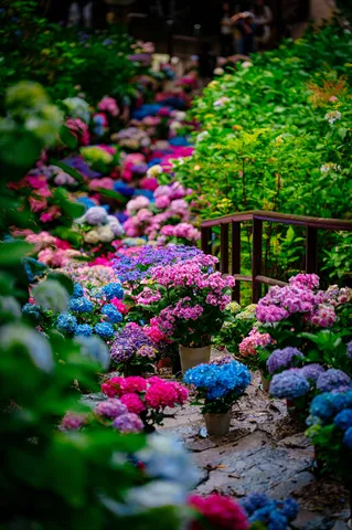 彩り豊かな紫陽花の小径