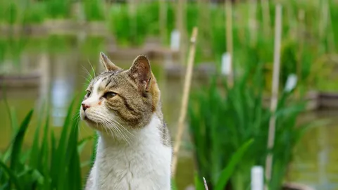 草むらに佇む猫の横顔