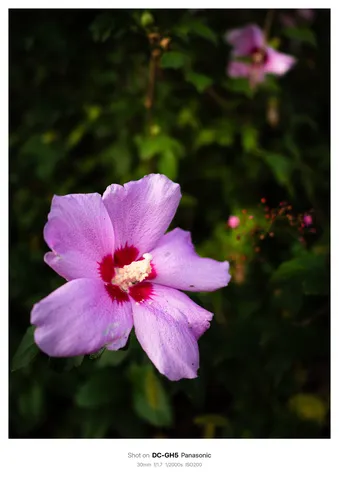 紫の花と静かな光