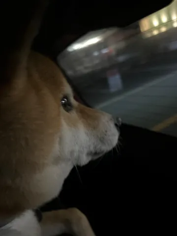 夜の車窓、静かなまなざし