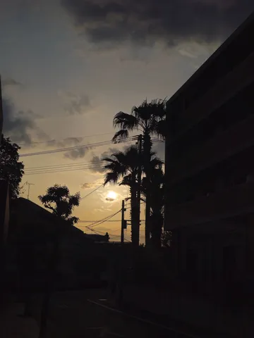 夕暮れに揺れるヤシの木