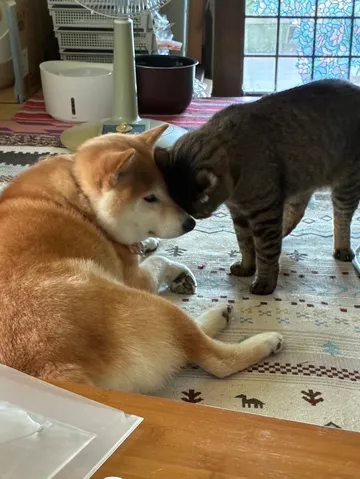 静かなる犬猫の時間