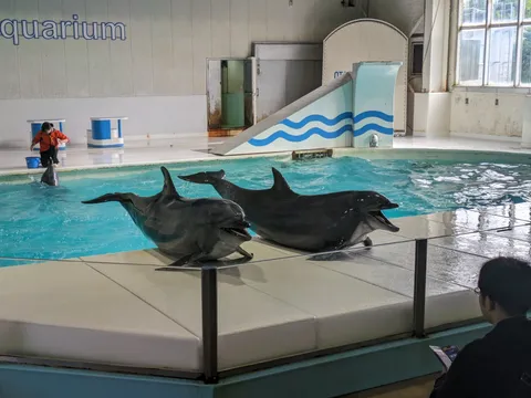 イルカたちの笑顔