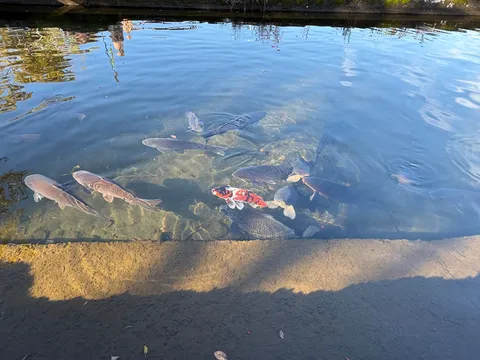 水面を泳ぐ色と影