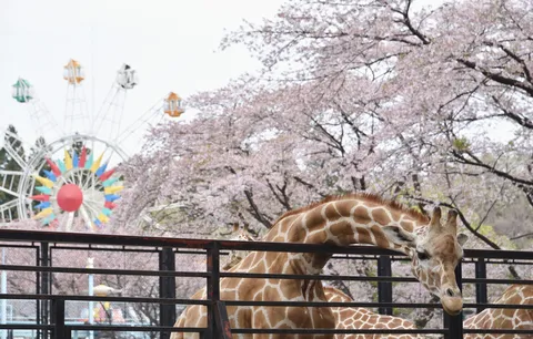 桜と観覧車、のどかなキリンたち