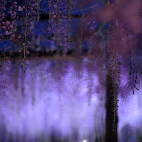藤棚の幻想的な薄明かり