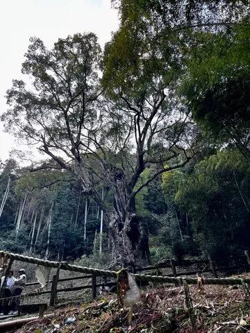 森の古木と旅人