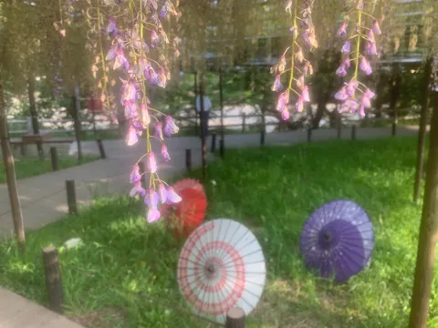 藤の花降る、和傘の彩り
