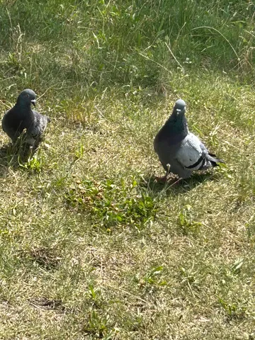 仲良く並んで