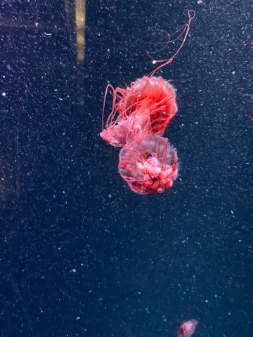 赤い海の花が揺れている瞬間