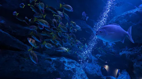 青の世界、魚たちの群泳