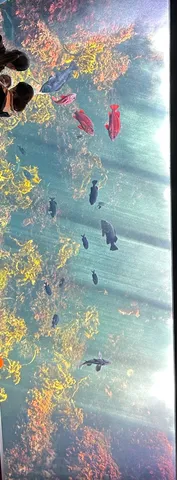 深海魚たちの水中バレエ