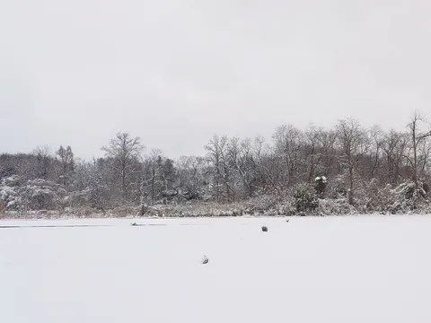 雪原に広がる静寂の林