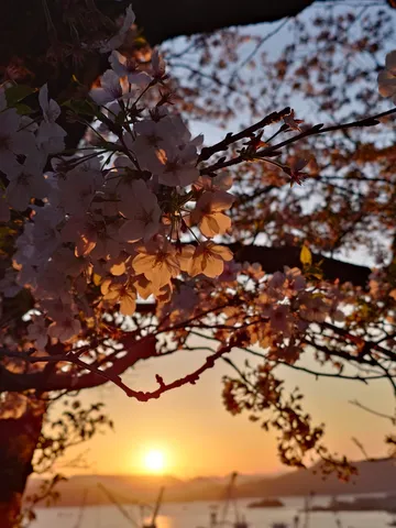 夕暮れと桜のささやき