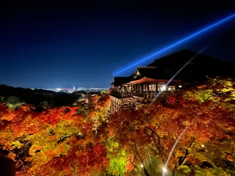 秋夜の灯と彩る紅葉