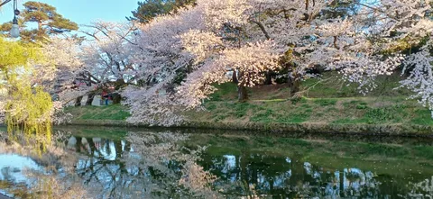 水面に映る桜の柔らかな光