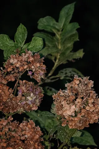夜の乾いた紫陽花の佇まい