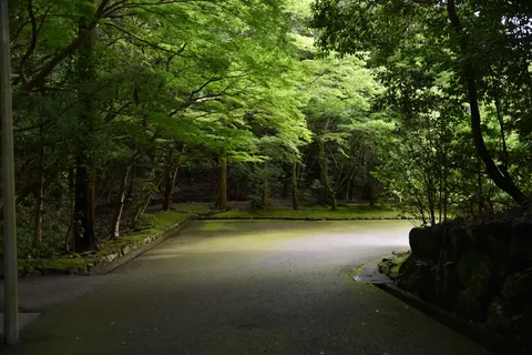 木漏れ日の道、静寂の誘い