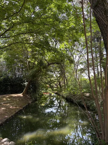 静寂の小川、木漏れ日の誘い