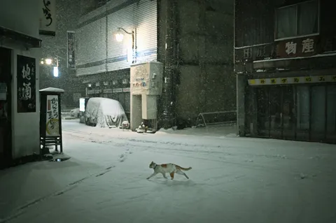 雪降る夜に駆ける猫