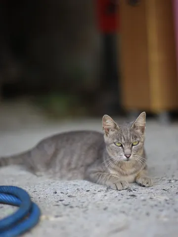 静かな午後の猫影