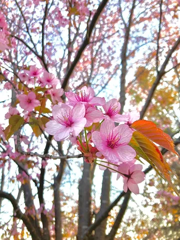 春の息吹、桜色の淡い詩
