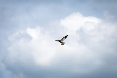 空を翔る鳥