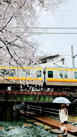 桜の雨、電車の音