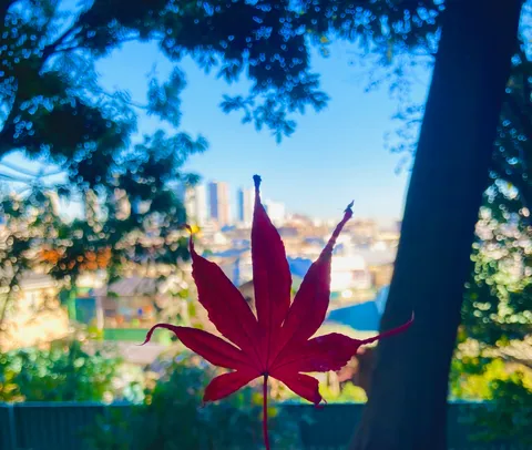 鮮やかな紅葉、都市の空に