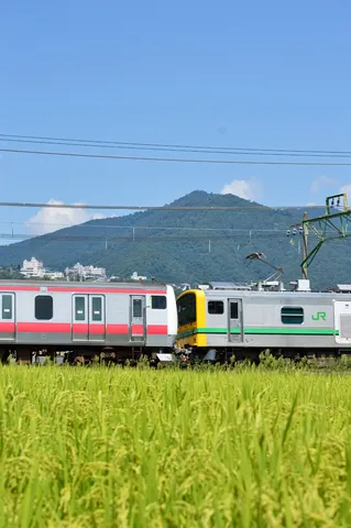 稲穂と並走する電車