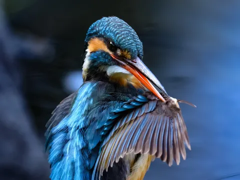 青い宝石の身だしなみ