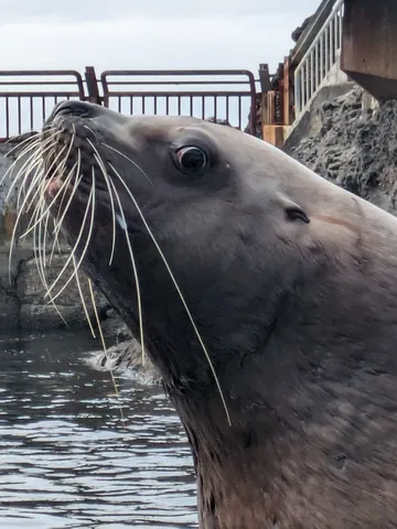 水面に映える凛々しい髭