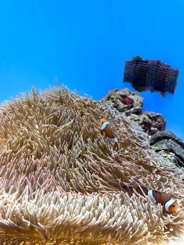 海の棲家を覗く一瞬