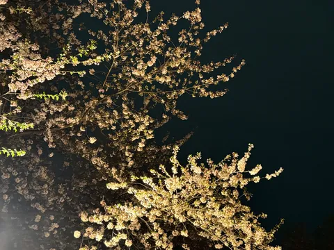 夜桜、幻想的な光に包まれて