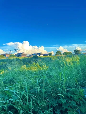 青い空と麦の夜風