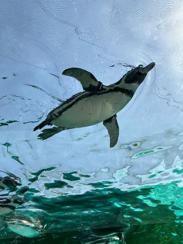 水中を泳ぐペンギンの影