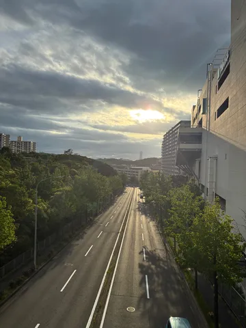 曇り空と街路樹のコントラスト
