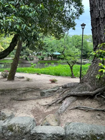 古木の根と水辺の静けさ