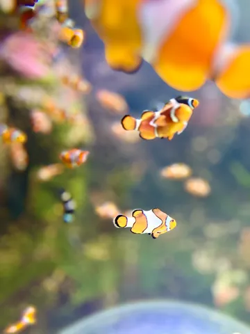 水族館の小さな住人たち