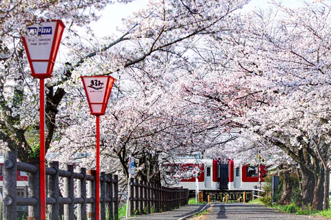 ひらひら舞う桜