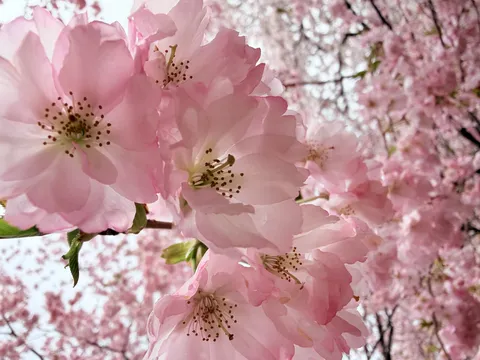 花びら透ける、春のピンクシャワー