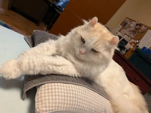 ふわふわ午後のまどろみ