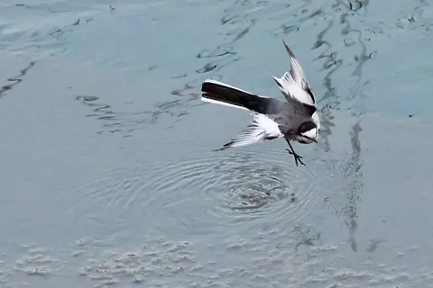 水面を舞う一瞬