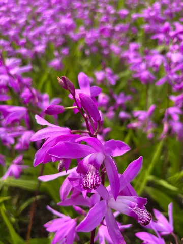紫の花畑に抱かれて