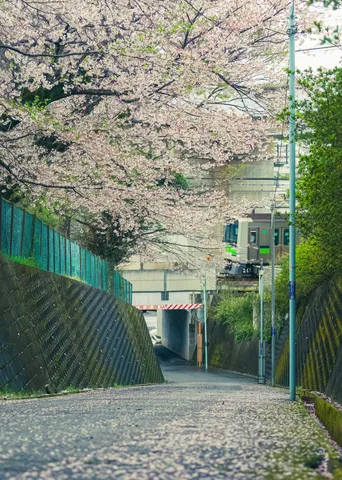 桜舞う坂道、春の列車