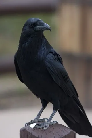 賢者の風格、漆黒の鴉