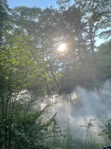 木漏れ日と霧の幻想的な森
