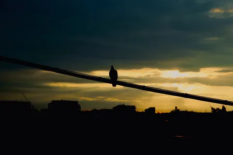 夕暮れの一羽と電線